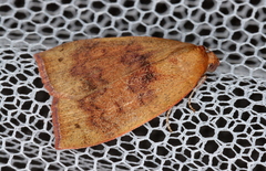 Detounda leptoplasta
