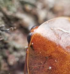 Pseudophoraspis nebulosa