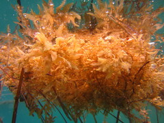 Sargassum polycystum