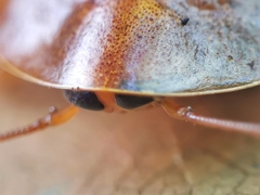 Pseudophoraspis nebulosa