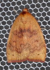 Detounda leptoplasta