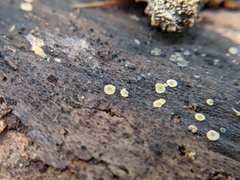 Orbiliales