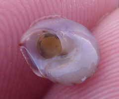 Calliostoma gloriosum