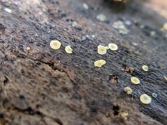 Orbiliales