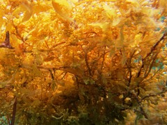 Sargassum polycystum