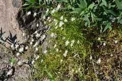 Stellaria peduncularis