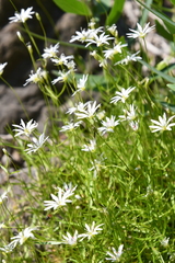 Stellaria peduncularis