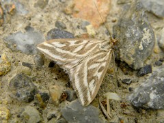 Loxostege aeruginalis