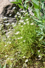 Stellaria peduncularis