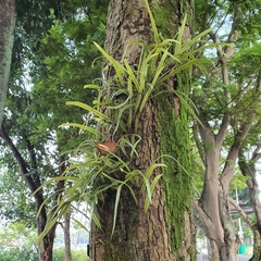 Pyrrosia longifolia