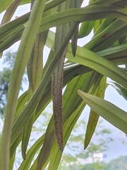 Pyrrosia longifolia