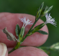 Pseudelephantopus spicatus