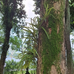 Pyrrosia longifolia