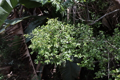 Canthium ciliatum