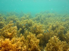 Sargassum polycystum