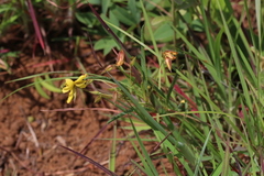 Chamaecrista capensis