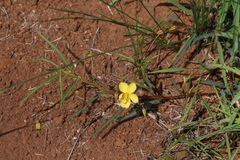 Chamaecrista capensis