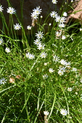 Stellaria peduncularis