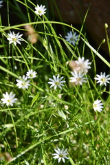Stellaria peduncularis