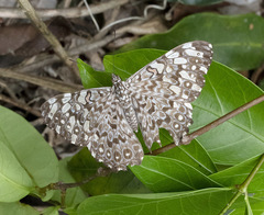 Hamadryas feronia