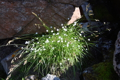 Stellaria peduncularis