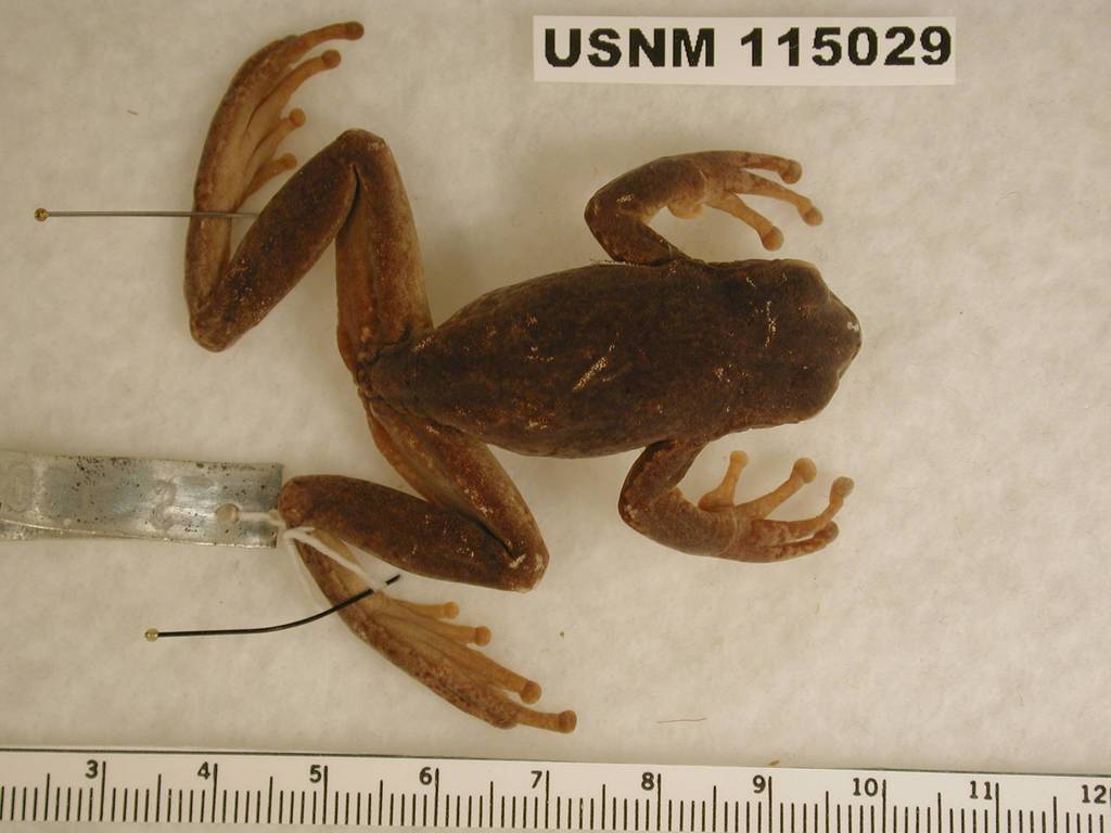 Tezuitlán Spikethumb Frog (Sarcohyla pachyderma)