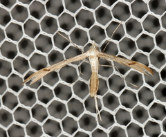 Platyptilia celidotus