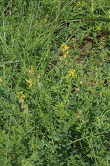 Crotalaria globifera