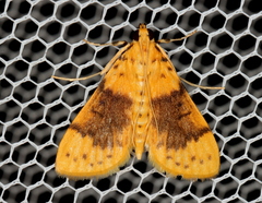 Conogethes semifascialis