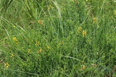 Crotalaria globifera
