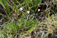 Stellaria peduncularis