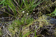 Stellaria peduncularis