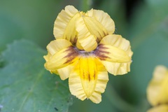 Goodenia rotundifolia