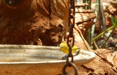 Zosterops anderssoni anderssoni