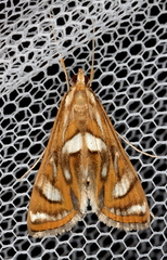 Margarosticha euprepialis