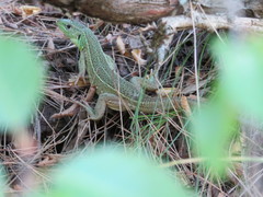 Lacerta trilineata major