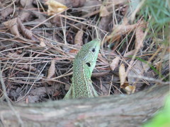 Lacerta trilineata major