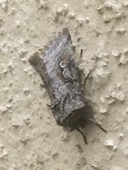 Stretchia plusiaeformis