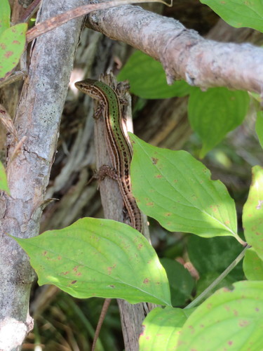Krška gušterica (Podarcis melisellensis fiumanus)