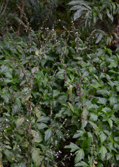Pseudelephantopus spicatus