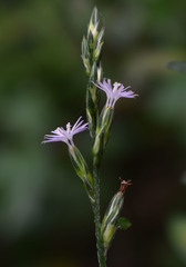 Pseudelephantopus spicatus