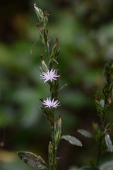 Pseudelephantopus spicatus
