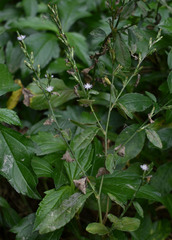 Pseudelephantopus spicatus