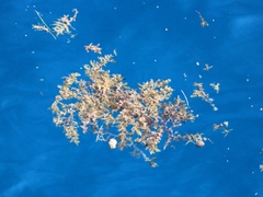 Sargassum polycystum