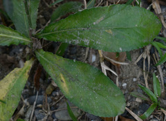 Pseudelephantopus spicatus