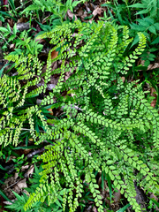 Adiantum formosum