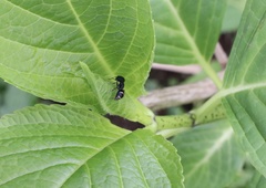 Dimorphomutilla suavissima