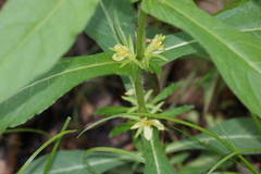 Triosteum angustifolium