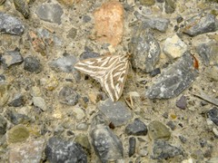 Loxostege aeruginalis