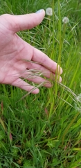 Bromus rigidus